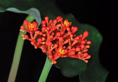 Close-up of red rose flower