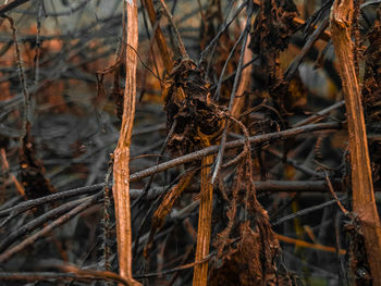 Close-up of dry plants in forest