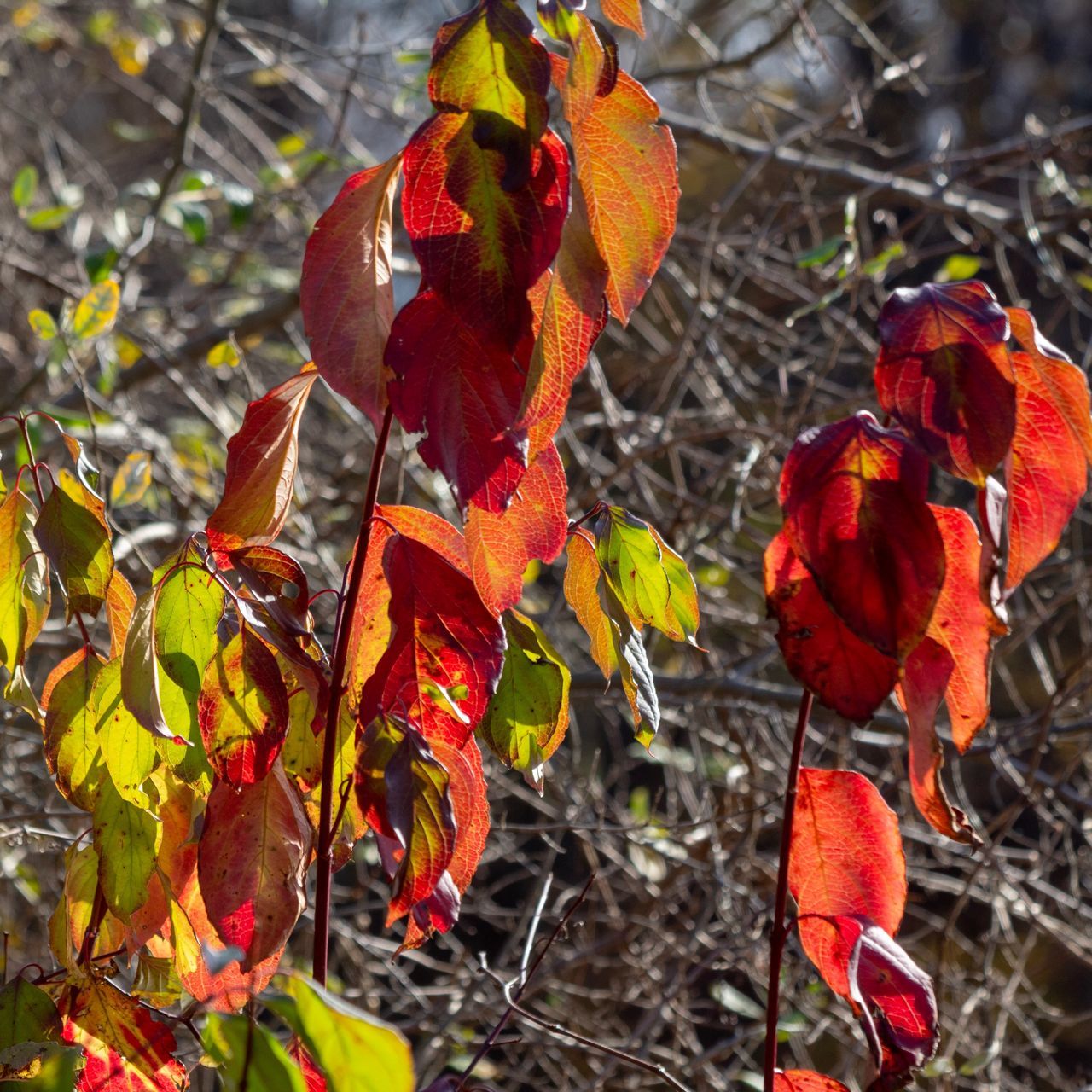 beauty in nature, plant, red, growth, close-up, vulnerability, plant part, fragility, nature, day, leaf, focus on foreground, autumn, no people, change, flowering plant, flower, freshness, outdoors, petal, leaves, flower head, natural condition