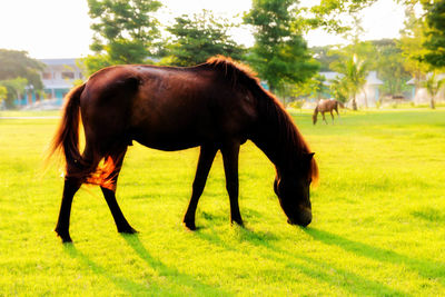 Horse grazing in a field