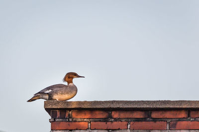 Low angle view of birds perching on tree