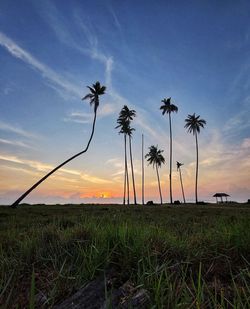 Palm trees on field against sky at sunset