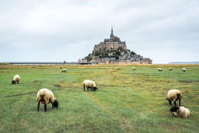 Sheep grazing in a field