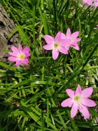 High angle view of pink flower blooming on field