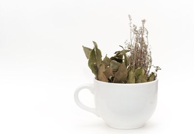 Close up of tea against white background