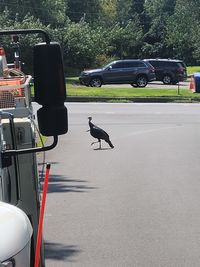 View of birds on the road