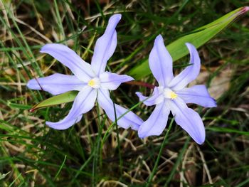 High angle view of purple crocus flowers on field