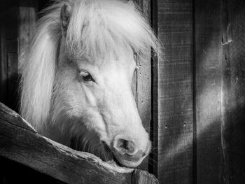 Portrait of horse in stable