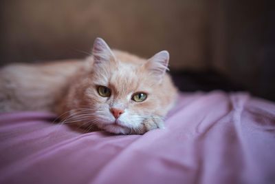 Close-up portrait of cat