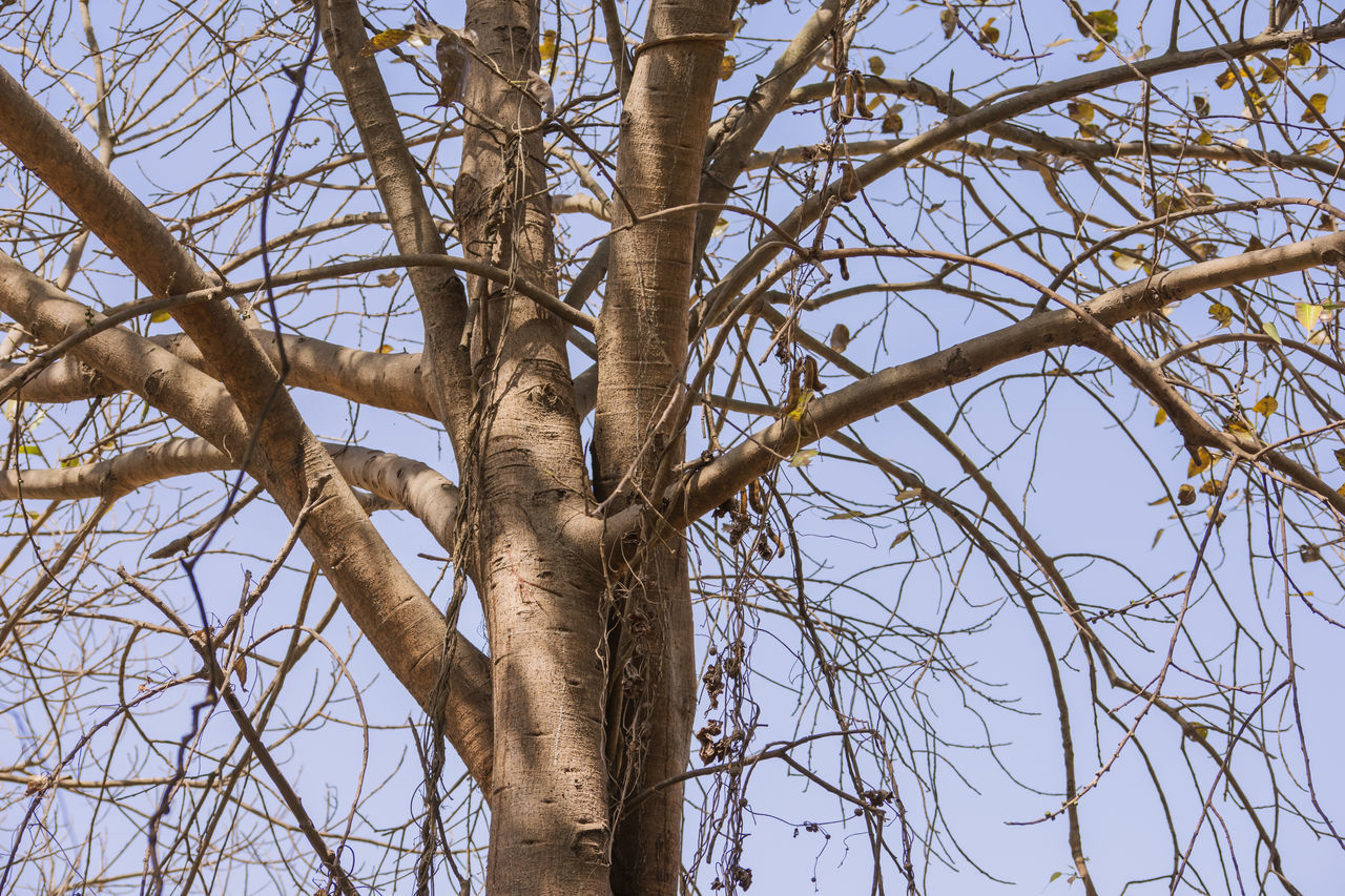 LOW ANGLE VIEW OF BARE TREES AGAINST SKY