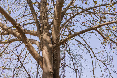 Low angle view of bare tree against sky