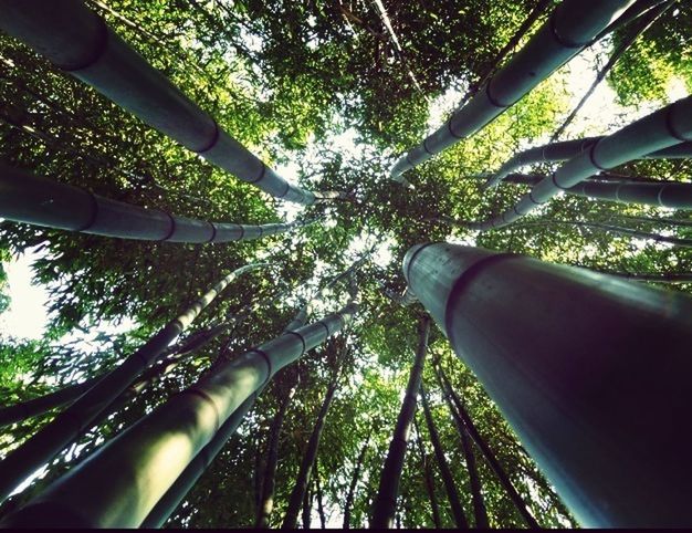 tree, low angle view, growth, sunlight, branch, tree trunk, day, part of, green color, nature, outdoors, cropped, sky, sunbeam, no people, built structure, park - man made space, sunny, tall - high, lush foliage