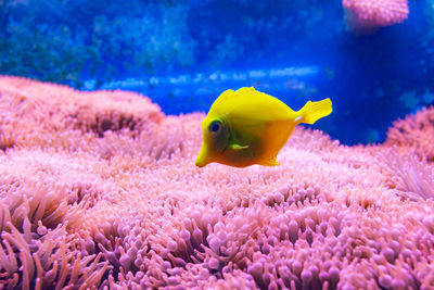 Close-up of fish swimming in sea