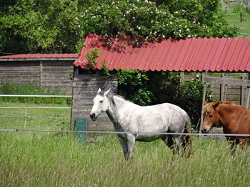 Horses in the ranch