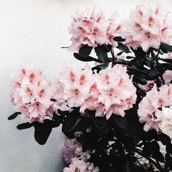 Close-up of pink flowers