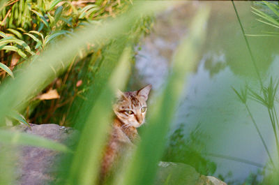 Cat looking at camera near the lake in vietnam