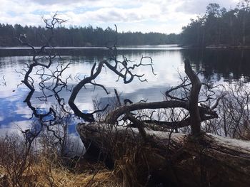 Bare tree by lake against sky