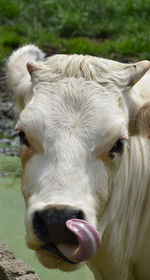 Close-up portrait of cow