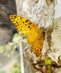 Close-up of butterfly perching on yellow flower