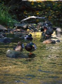 Ducks swimming in lake