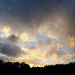 Silhouette of trees at sunset