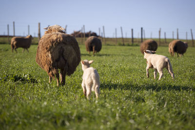 Sheep grazing on field against clear sky