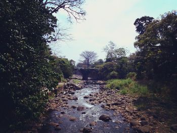 Trees on landscape