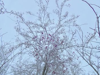 Low angle view of blooming tree against sky