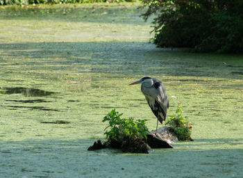Bird perching on a tree