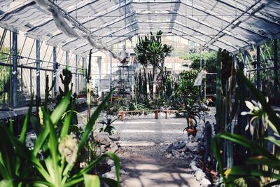 Potted plants in greenhouse