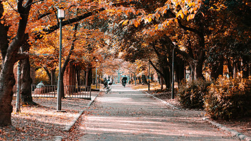 Road amidst trees in city during autumn