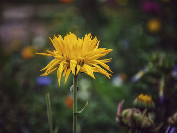 Close-up of yellow flowering plant on field