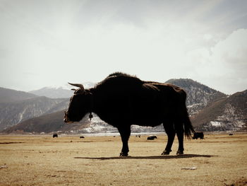 Cow standing on landscape against sky