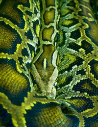 Full frame shot of a turtle