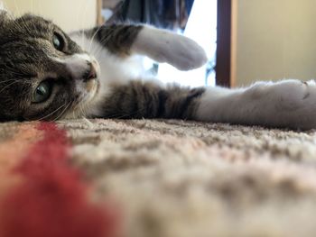 Close-up of cat resting on rug