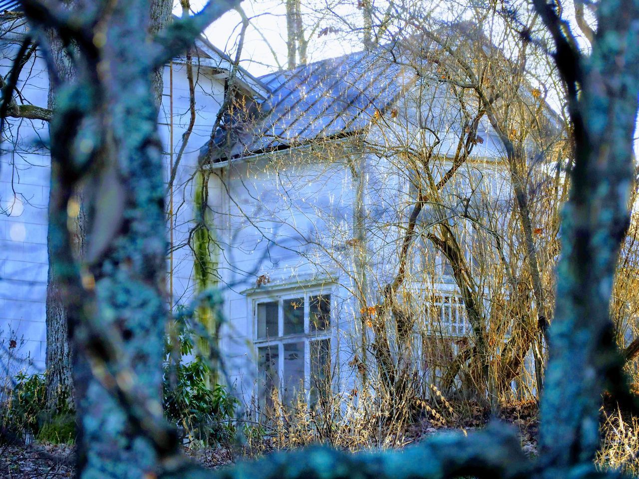 BARE TREES AND OLD BUILDING