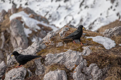 Lizard on rock