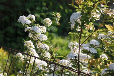 Close-up of white flowering plant