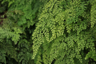 Full frame shot of fresh green leaves