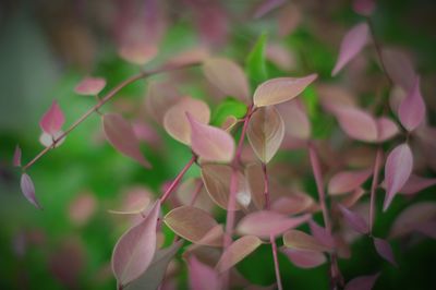 Close-up of pink flower