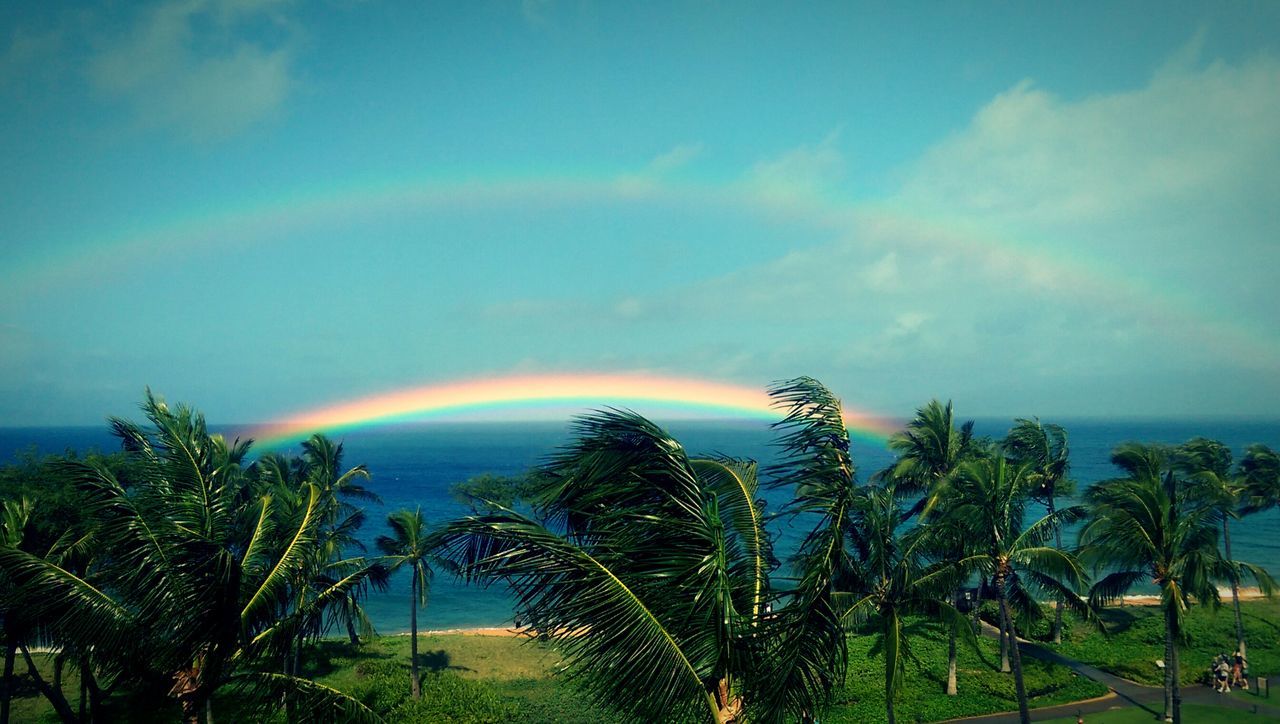 sky, tranquil scene, tranquility, tree, scenics, beauty in nature, palm tree, horizon over water, nature, sea, growth, cloud - sky, sunset, idyllic, water, cloud, plant, beach, blue, green color