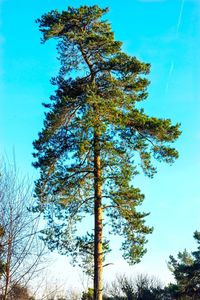Low angle view of tree against sky