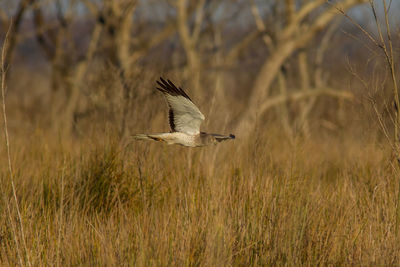 Bird flying in a field