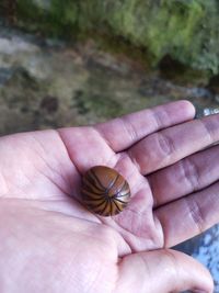 Close-up of hand holding leaf