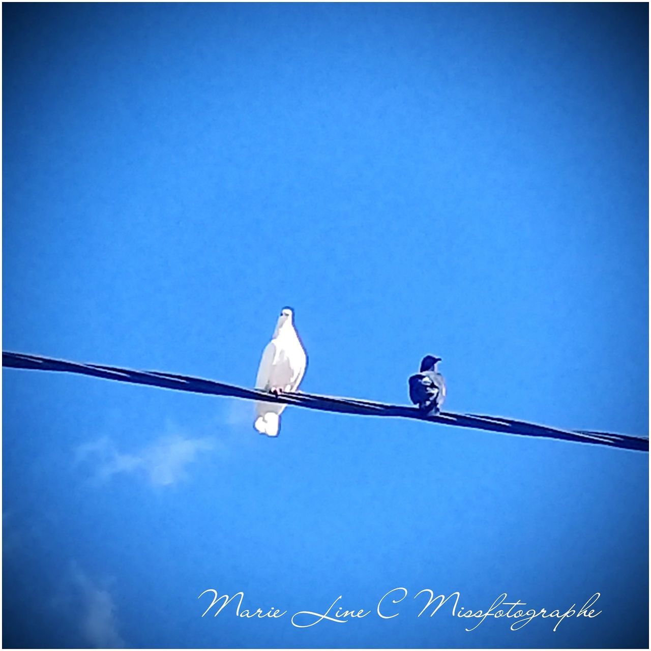 bird, low angle view, animal themes, vertebrate, blue, animal, sky, animals in the wild, animal wildlife, perching, clear sky, copy space, no people, one animal, communication, day, text, nature, auto post production filter, electricity, seagull