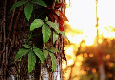 Close-up of leaves on tree trunk