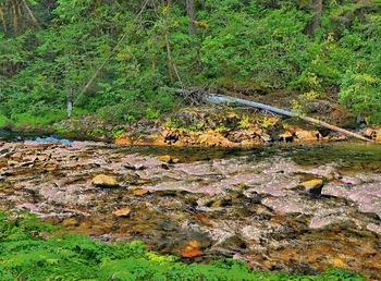 View of stream in a forest