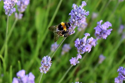 Close-up of bumble bee pollinating on lavender flowers
