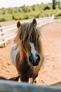 Portrait of a horse on field