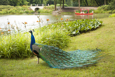 Duck on a lake